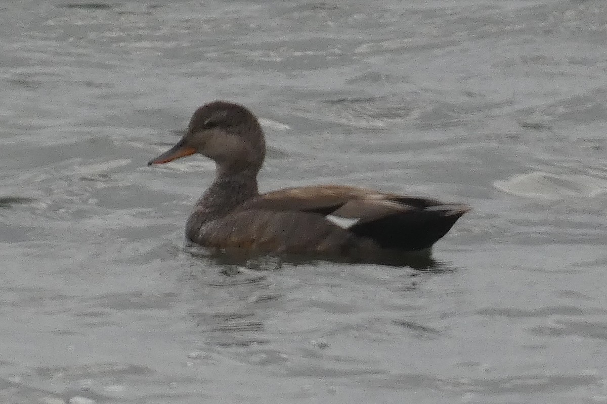 New York Breeding Bird Atlas Checklist - 20 Jun 2023 - Plumb Beach - 10 ...