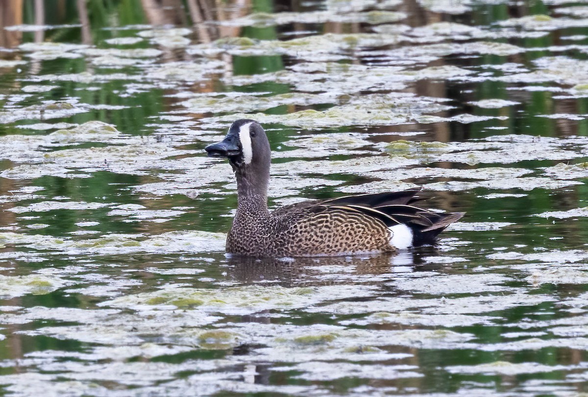 Blue-winged Teal - ML586660311