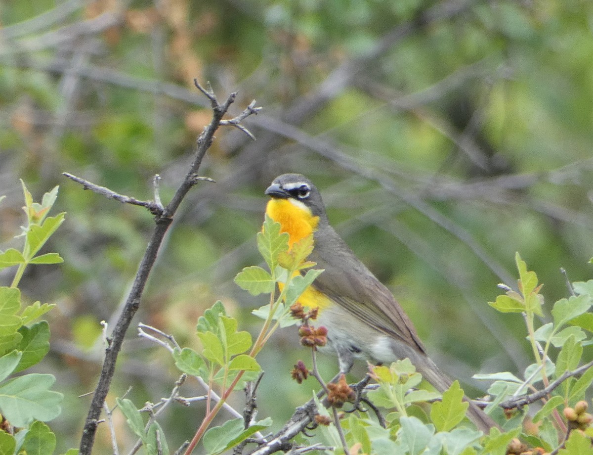 Yellow-breasted Chat - Lisa Pool