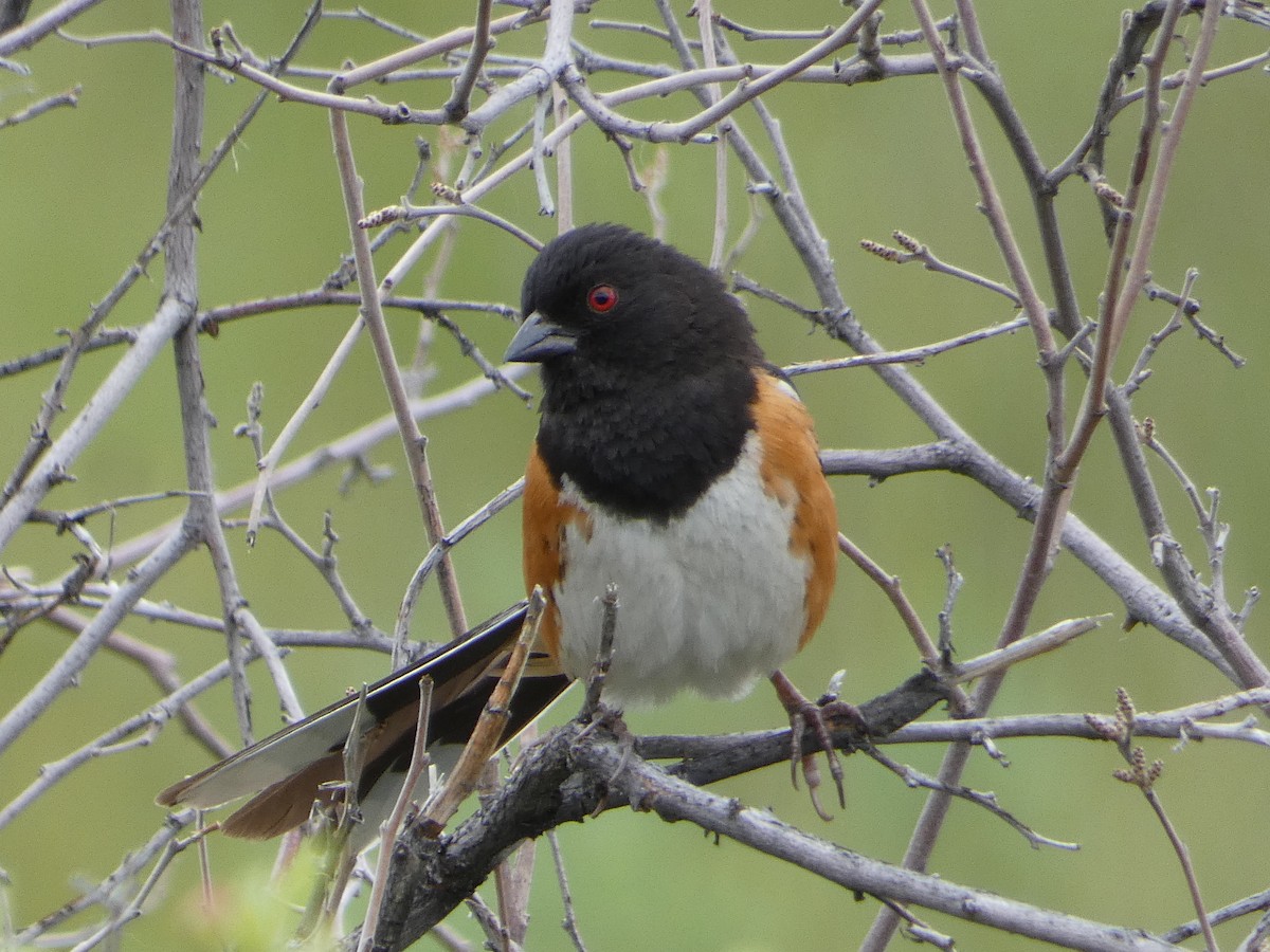 Spotted Towhee - ML586663451