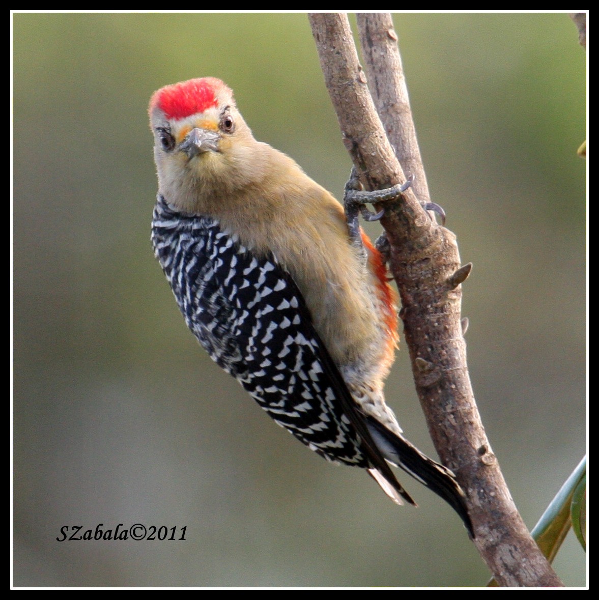 Red-crowned Woodpecker - Sandra Zabala
