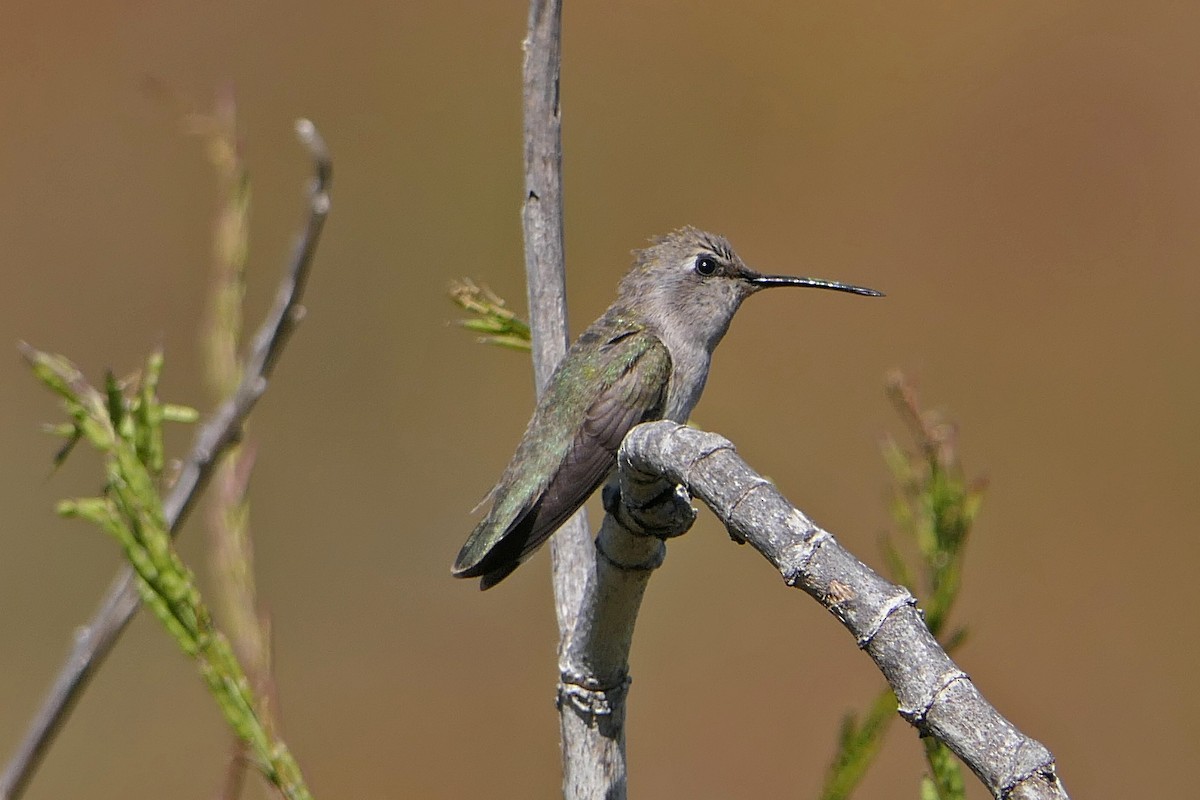 Costa's Hummingbird - ML58667551