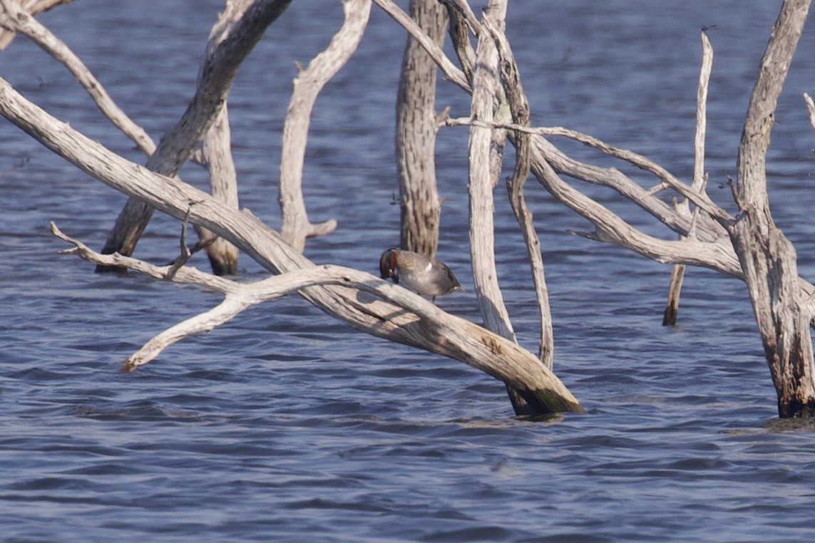 eBird Checklist 20 Jun 2023 Choke Canyon SPCalliham Unit