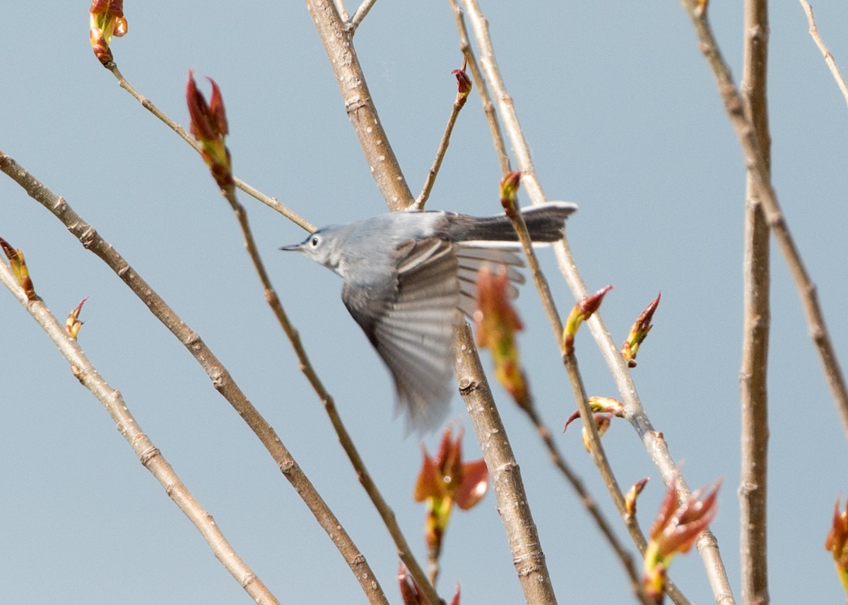 Blue-gray Gnatcatcher - Janet Smigielski
