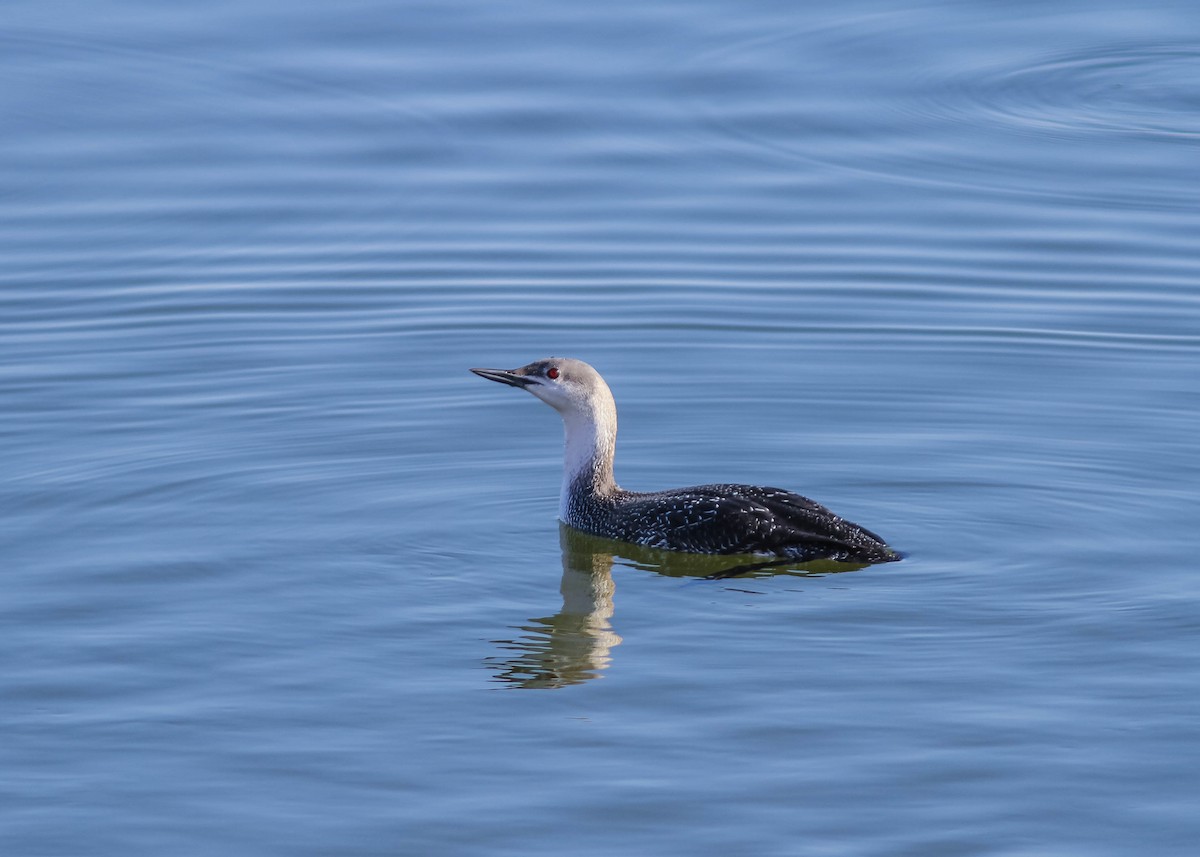 Red-throated Loon - Laurie Clemens