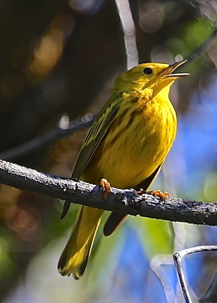 Yellow Warbler - Ceredig  Roberts