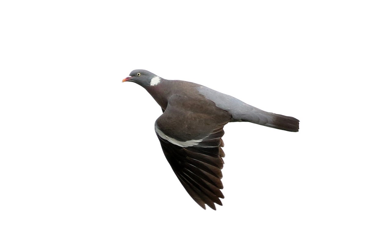 Common Wood-Pigeon - ML586696601