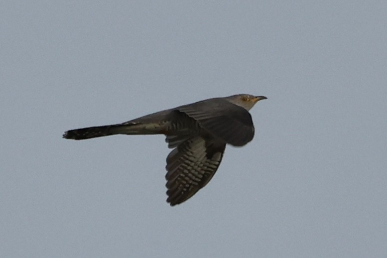 Common Cuckoo - ML586697161