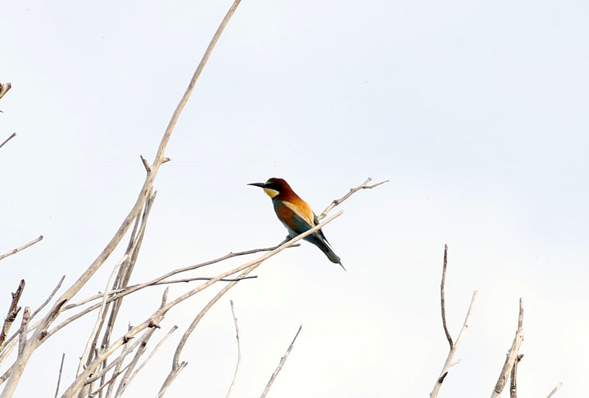 European Bee-eater - ML586697221