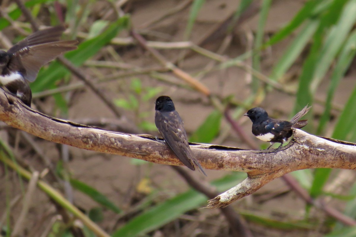 White-banded Swallow - ML586697771