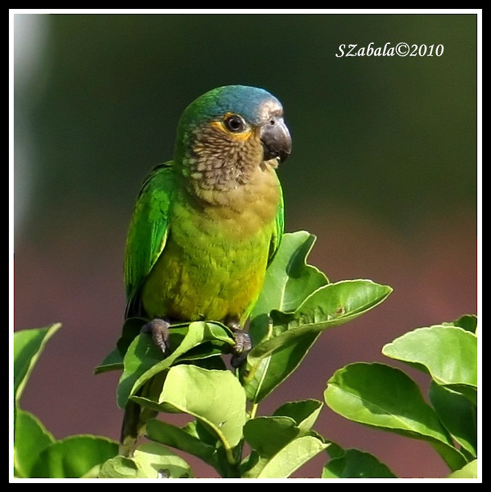 Brown-throated Parakeet - Sandra Zabala