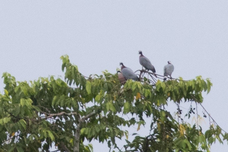 Collared Imperial-Pigeon - ML586701931