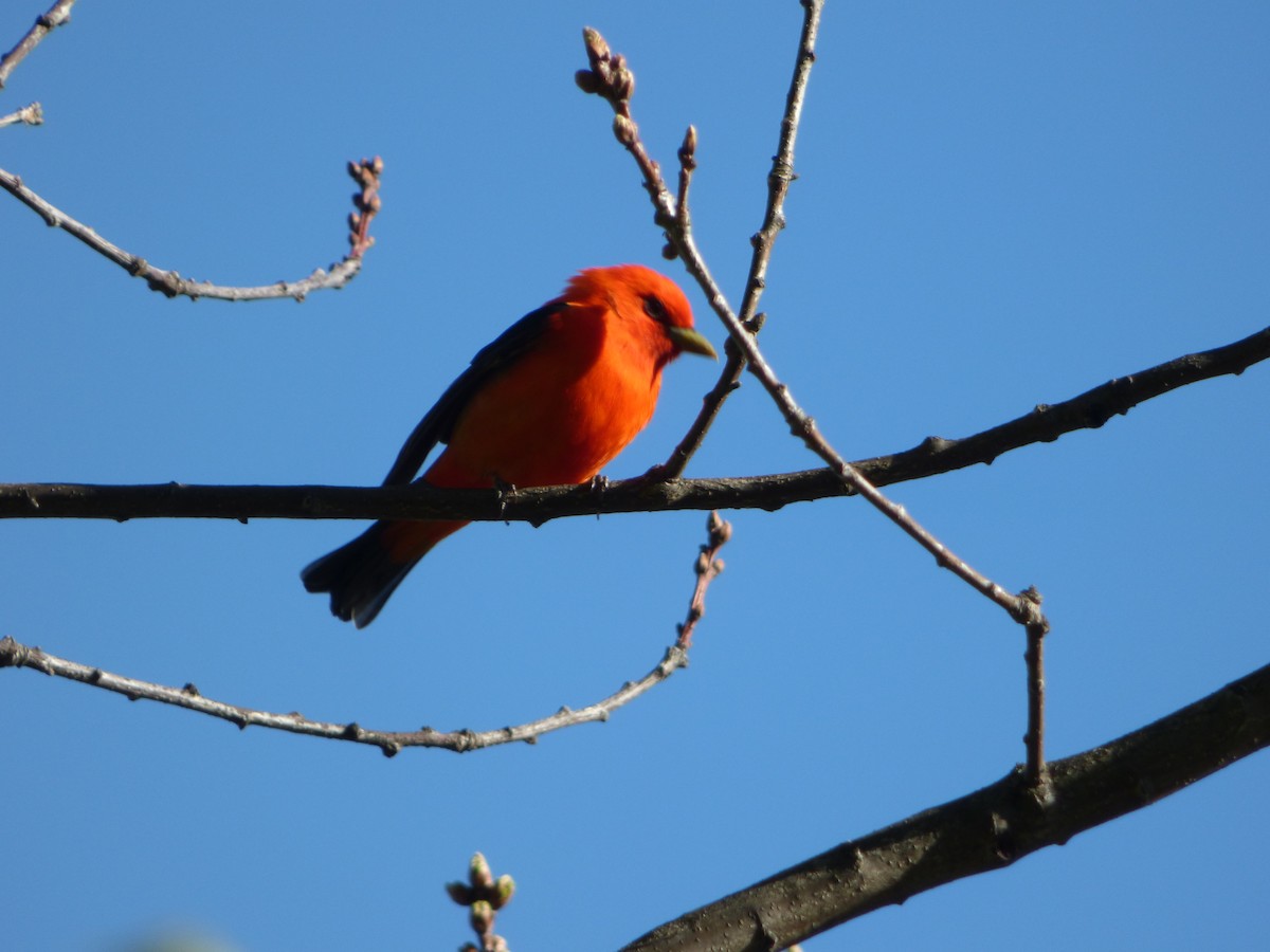 Scarlet Tanager - Patrice Blouin