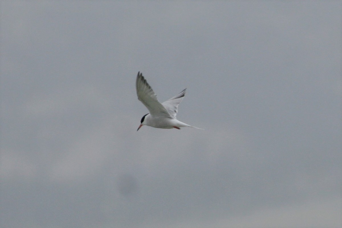 Common Tern - Wyatt Egelhoff