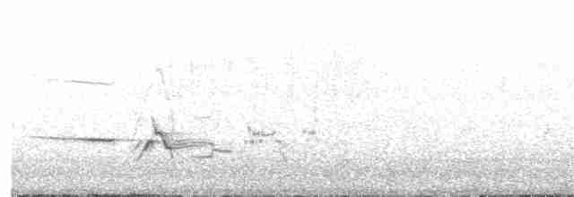 Дрізд-короткодзьоб плямистоволий - ML586717931