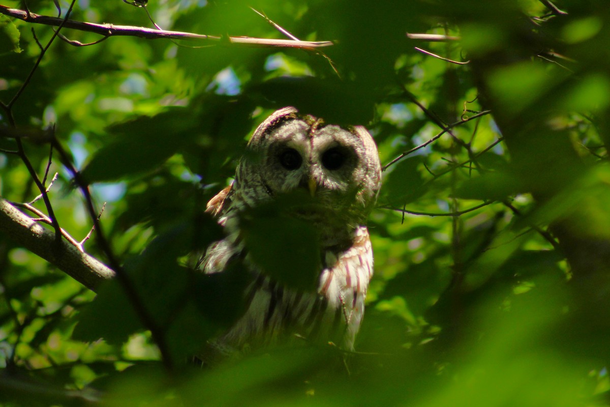 Barred Owl - ML586719361