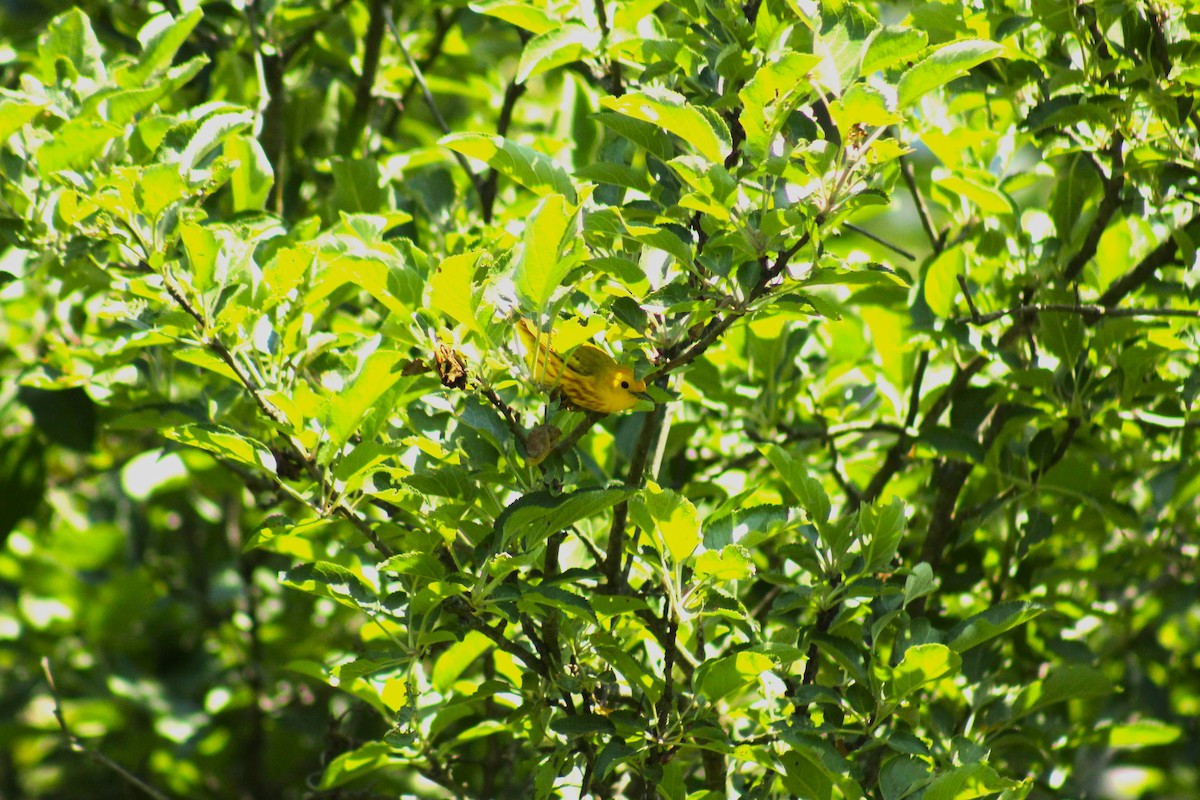 Yellow Warbler - ML586719591