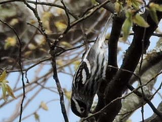Black-and-white Warbler - ML58672061