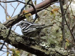 Black-and-white Warbler - ML58672071