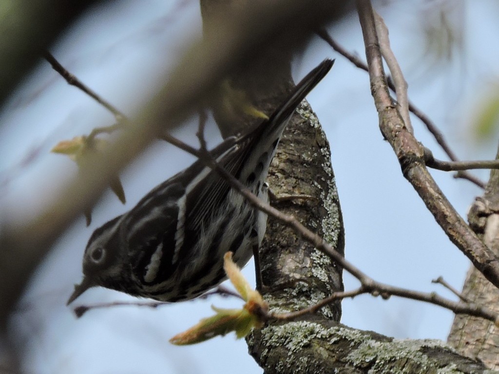 Black-and-white Warbler - ML58672091