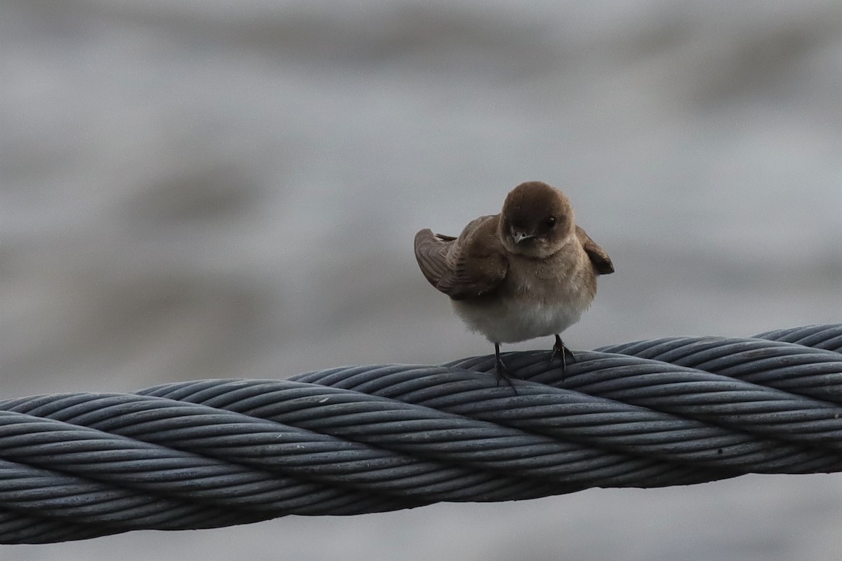 Northern Rough-winged Swallow - ML586721721