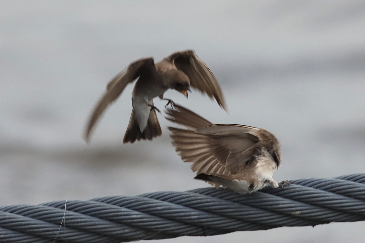 Northern Rough-winged Swallow - ML586721731