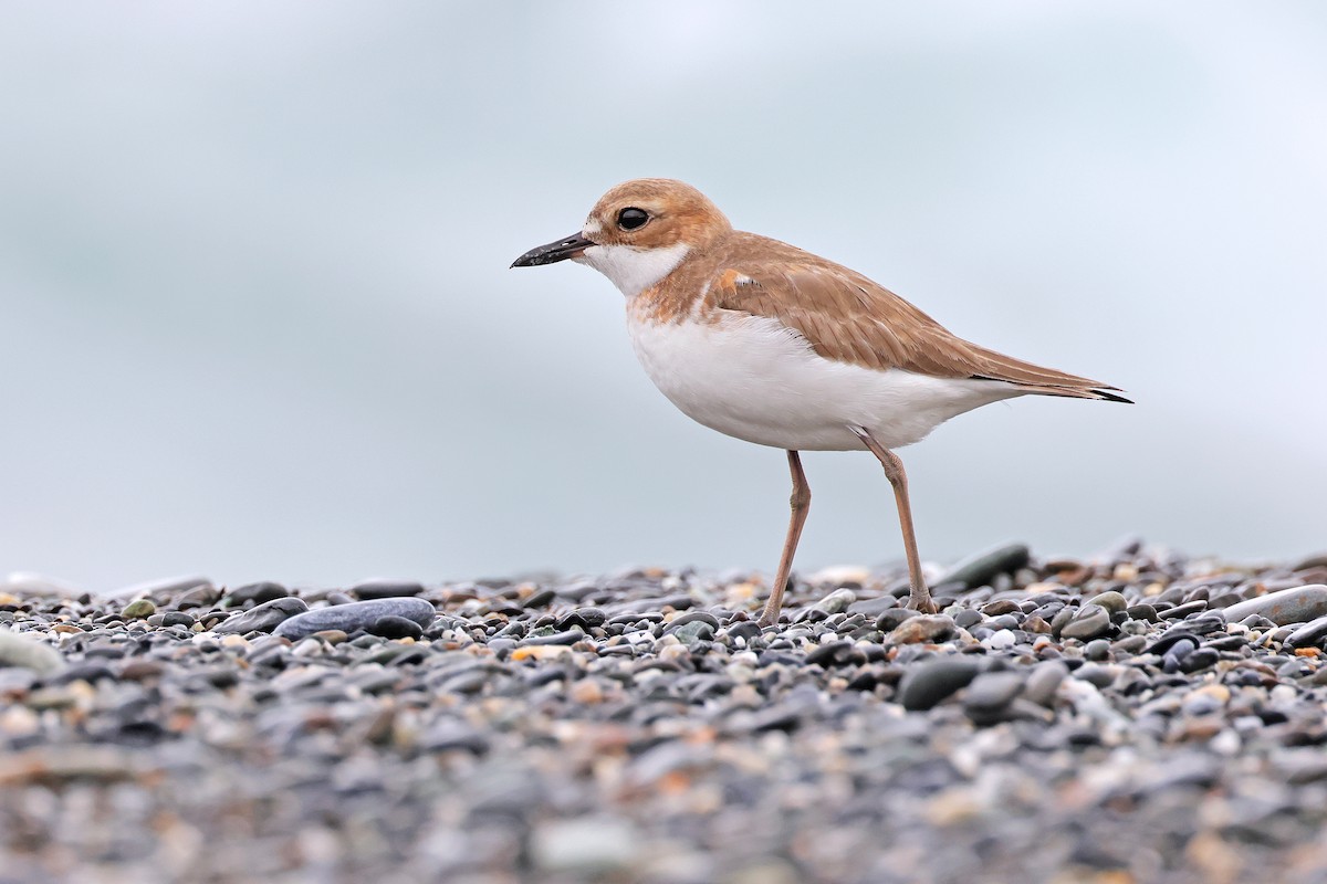 Greater Sand-Plover - Nathan Wall