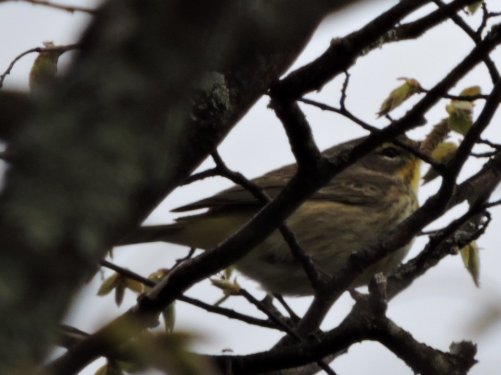 Cape May Warbler - ML58672241