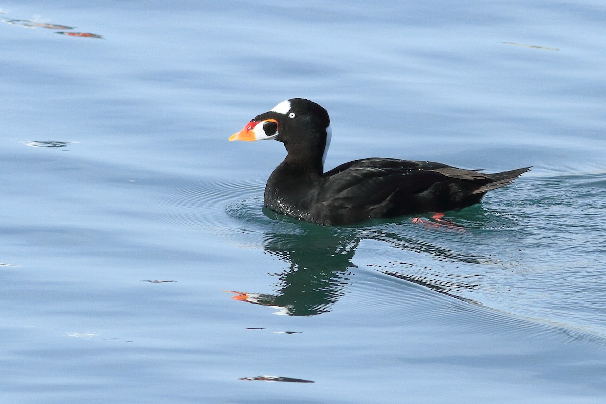 eBird Checklist - 23 Dec 2011 - Bodega Bay--Tides Wharf area - 9 species