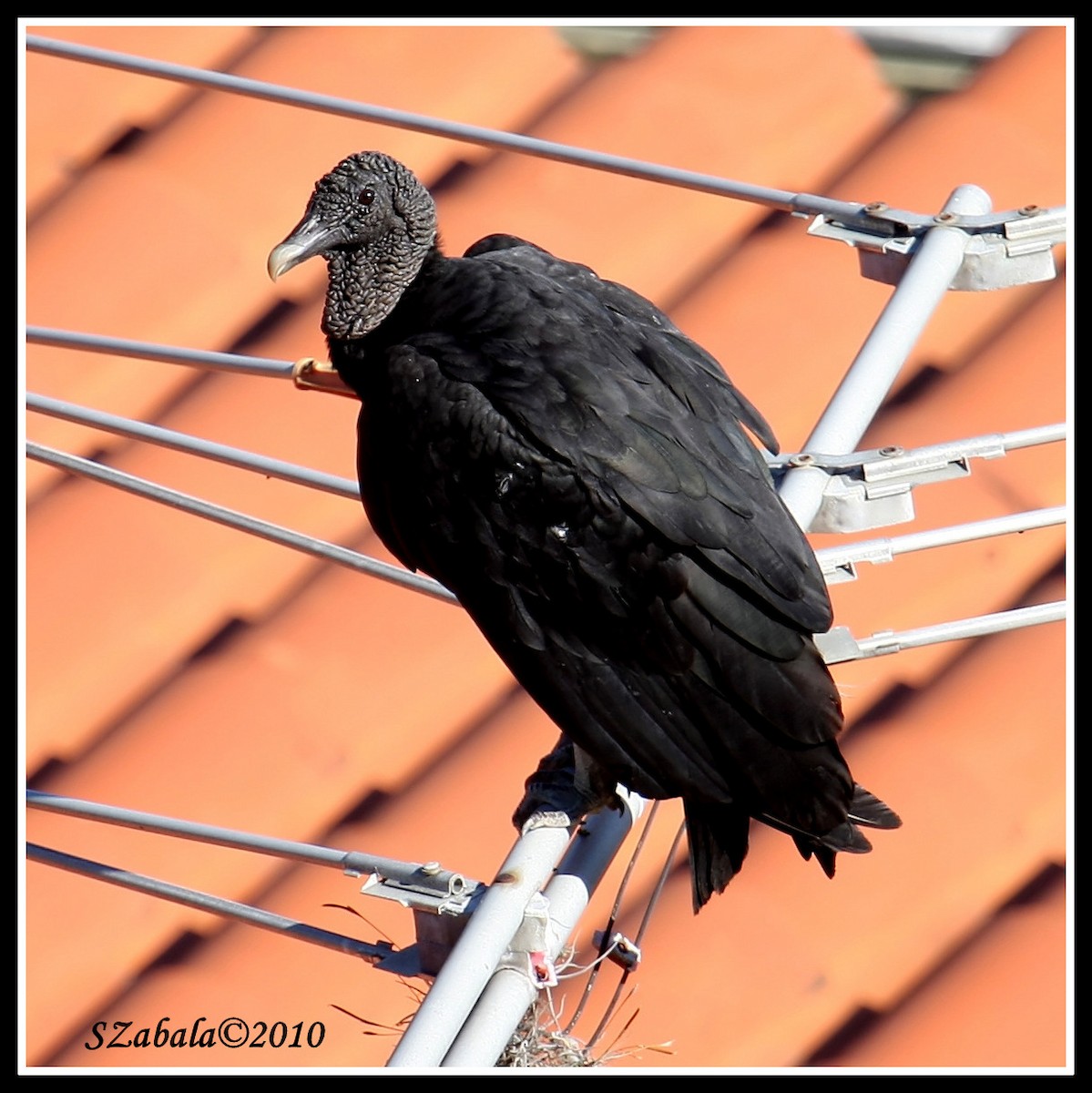 Black Vulture - ML58672321