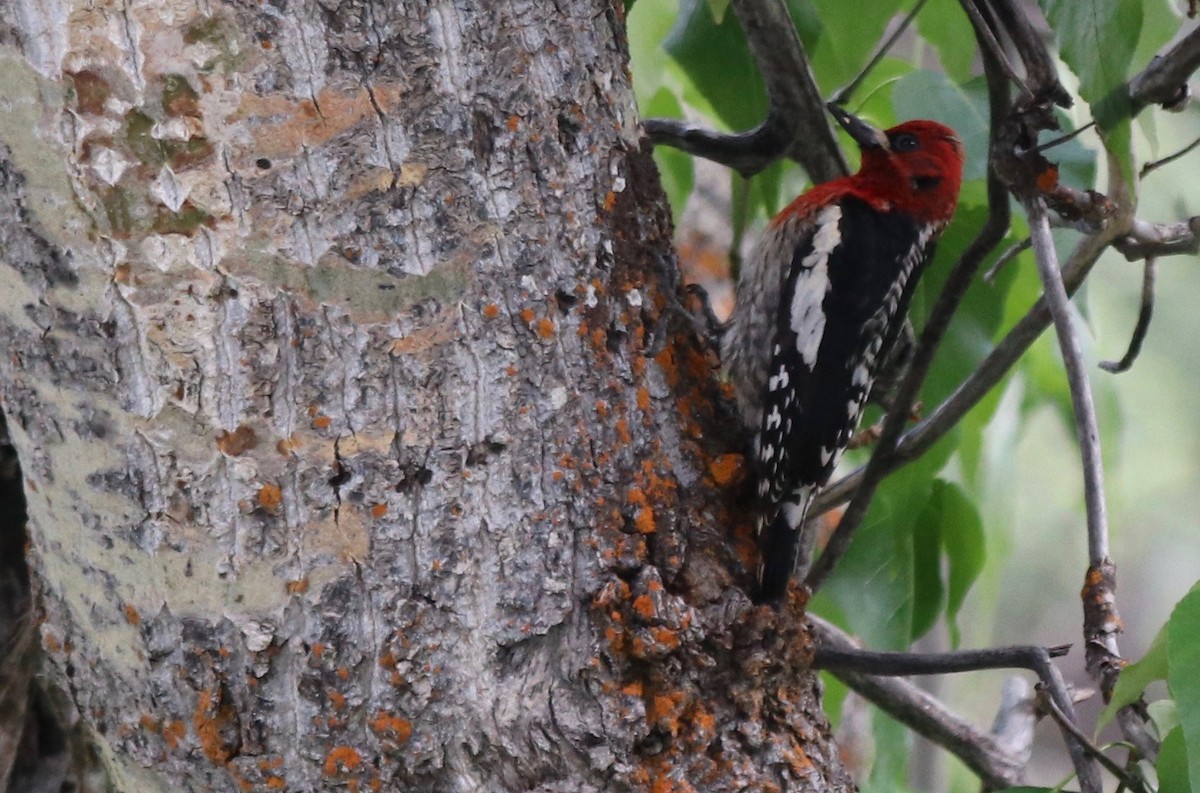 Red-breasted Sapsucker - ML586723771