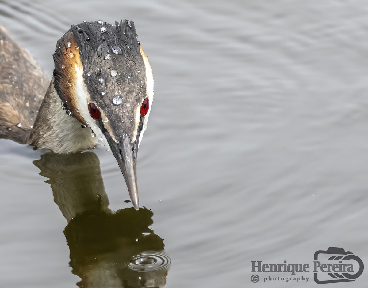 Great Crested Grebe - ML586723941
