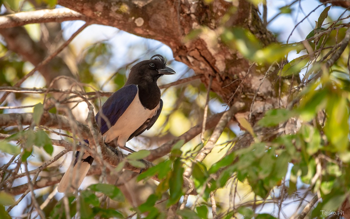 Curl-crested Jay - ML586724421