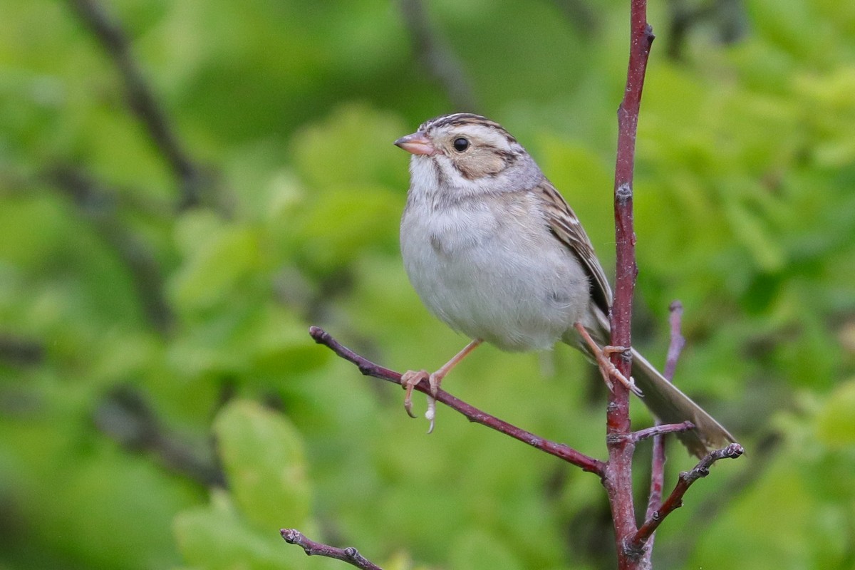 Clay-colored Sparrow - ML586731471
