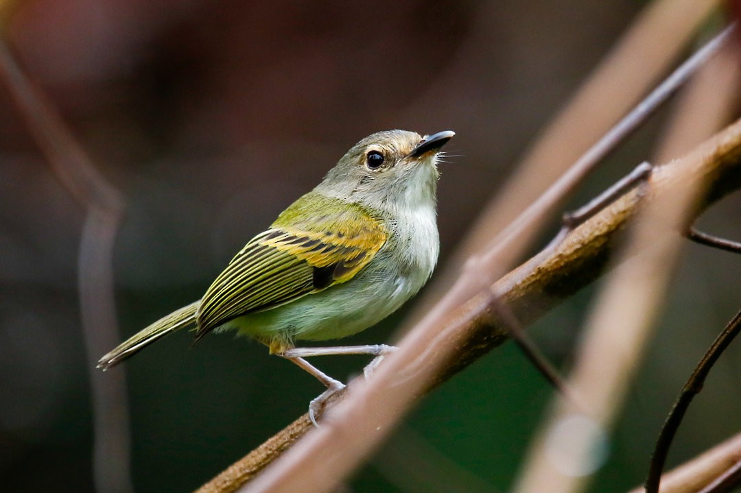Smoky-fronted Tody-Flycatcher - ML586737081