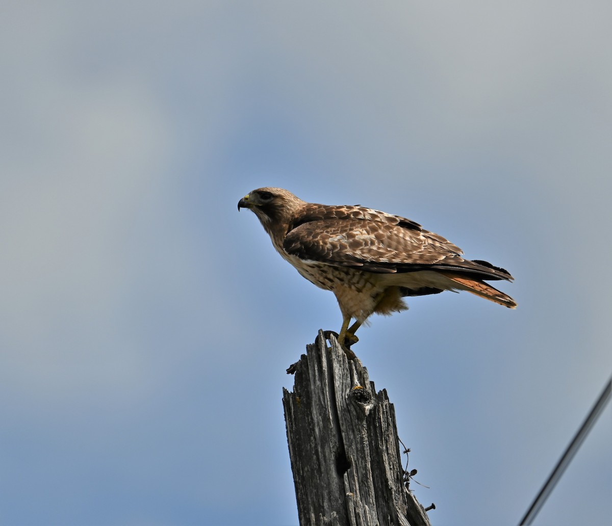 Red-tailed Hawk - Ronnie Reed