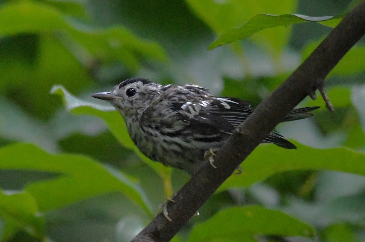Black-and-white Warbler - ML586739121