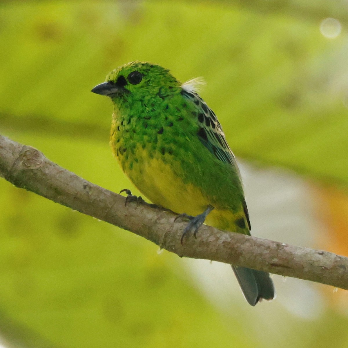 Yellow-bellied Tanager - ML586739171