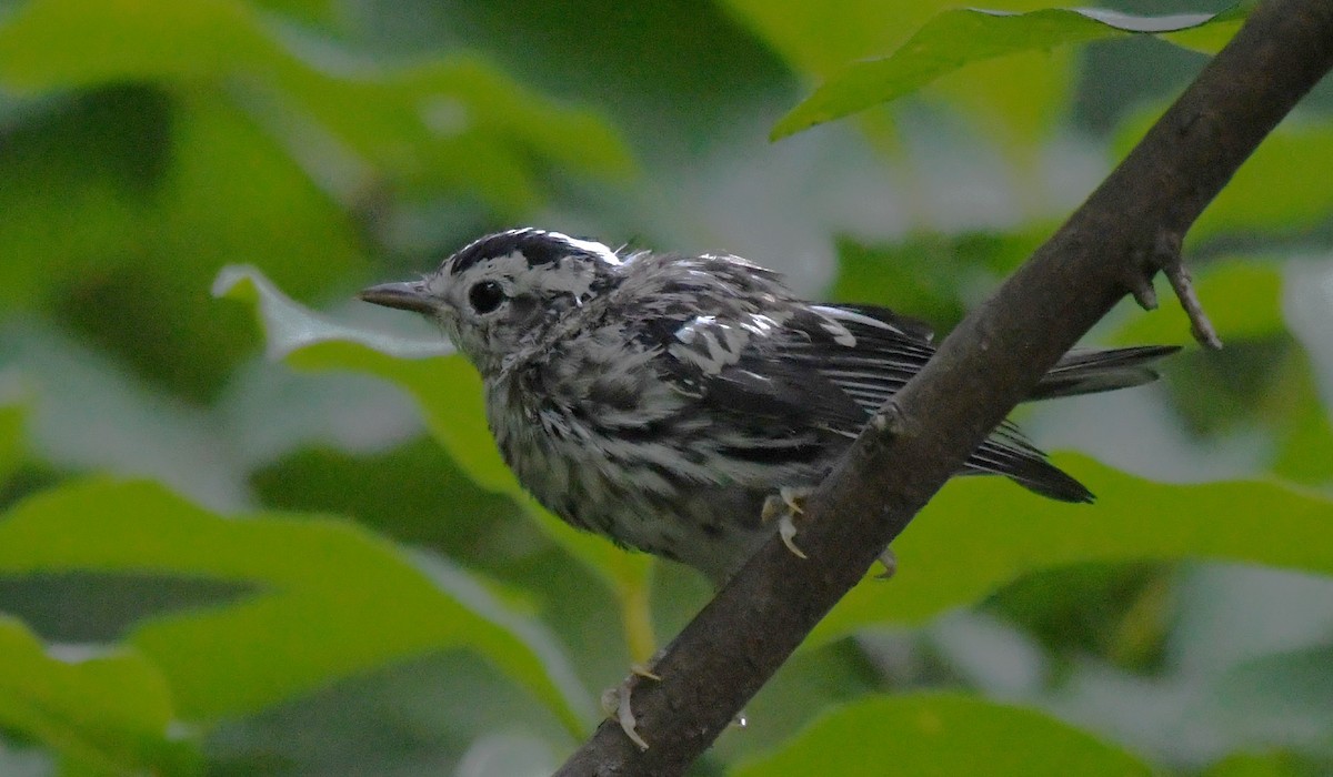 Black-and-white Warbler - ML586739291