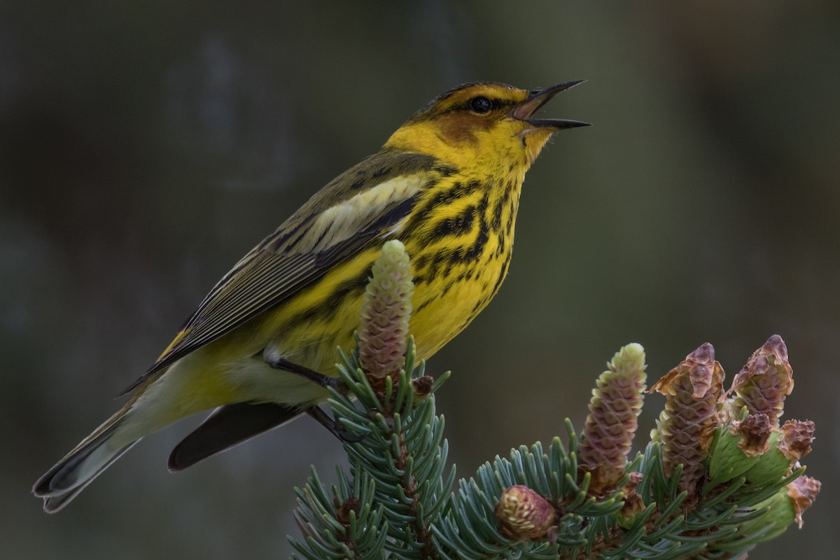 Cape May Warbler - ML58674091