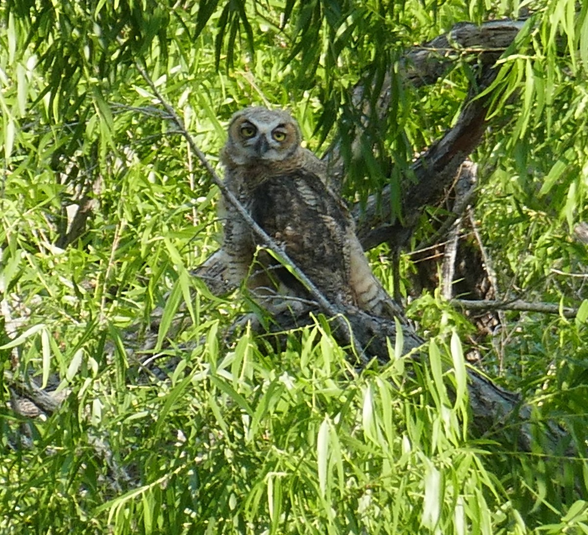 Great Horned Owl - ML586742871