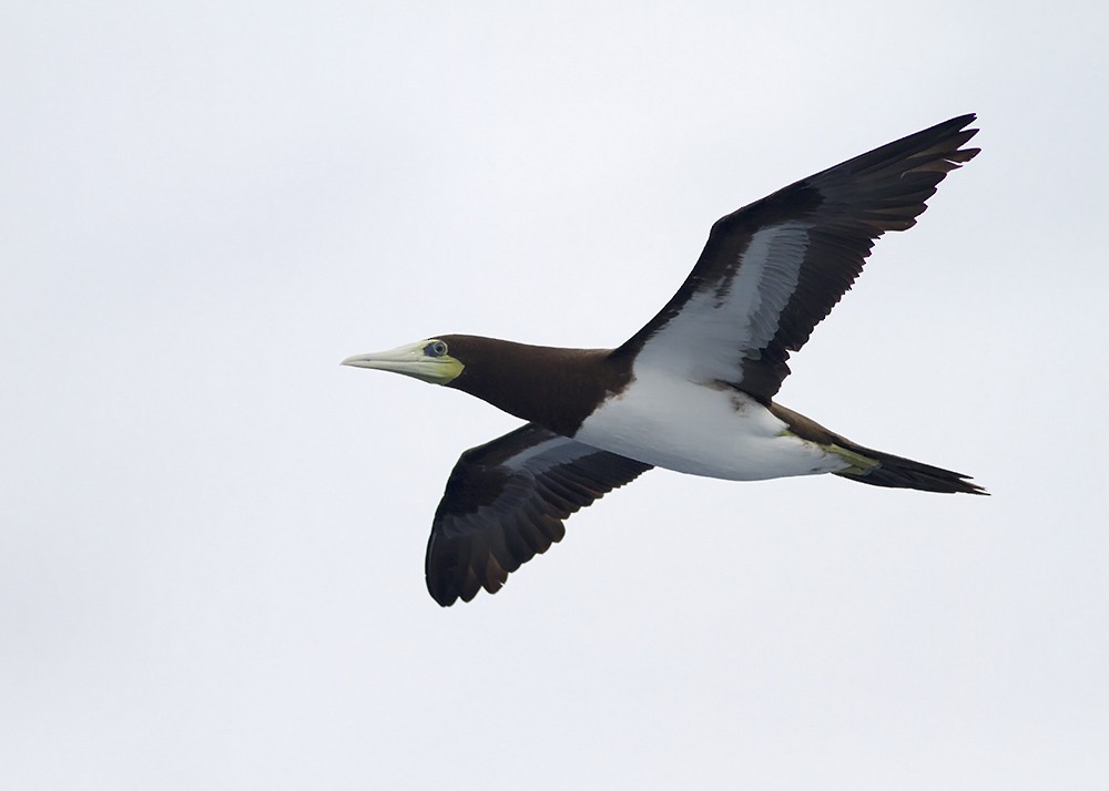 Brown Booby - Stephen Murray