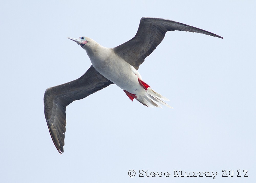 Red-footed Booby - Stephen Murray