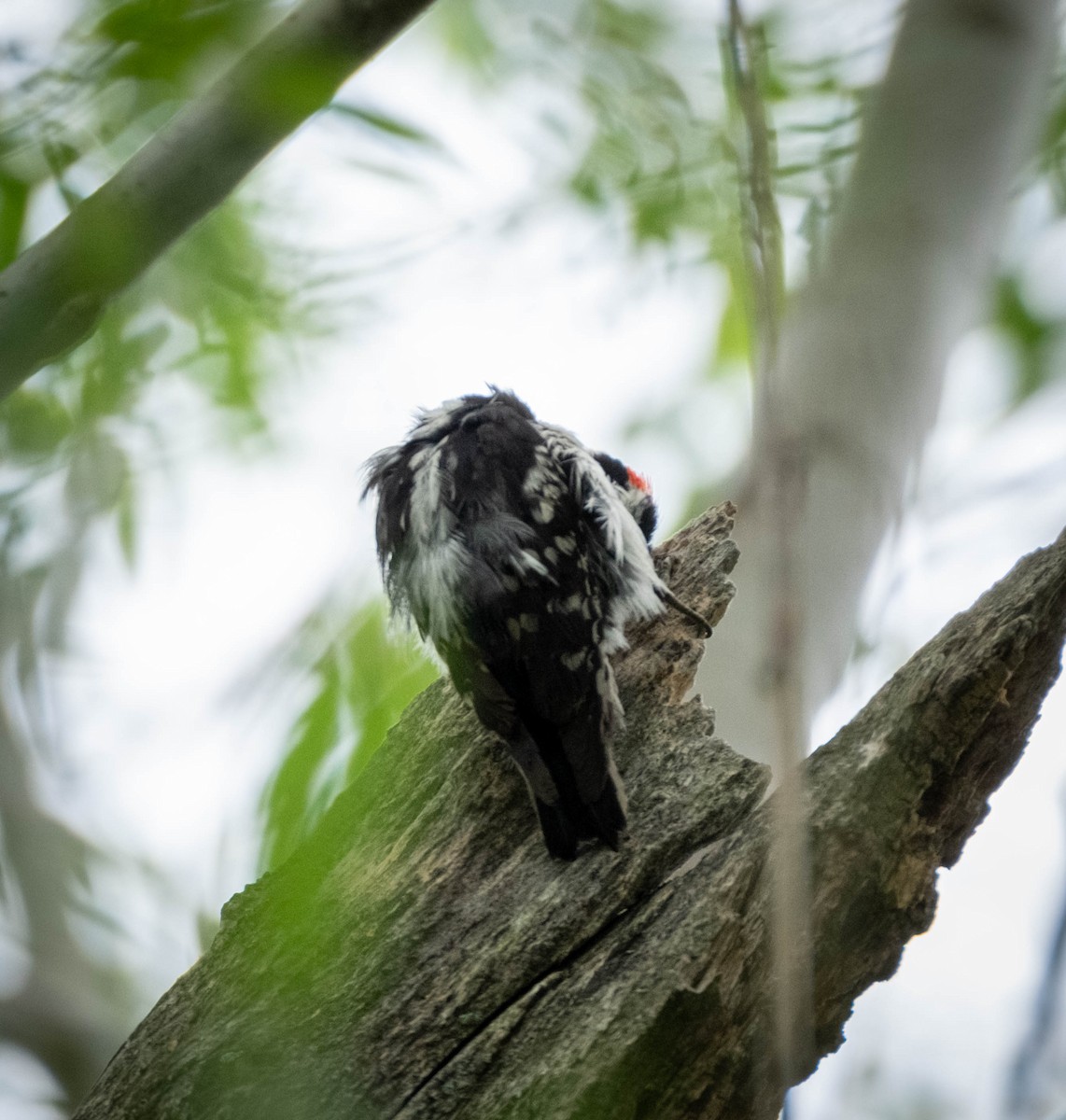 Hairy Woodpecker - Frank Guenther