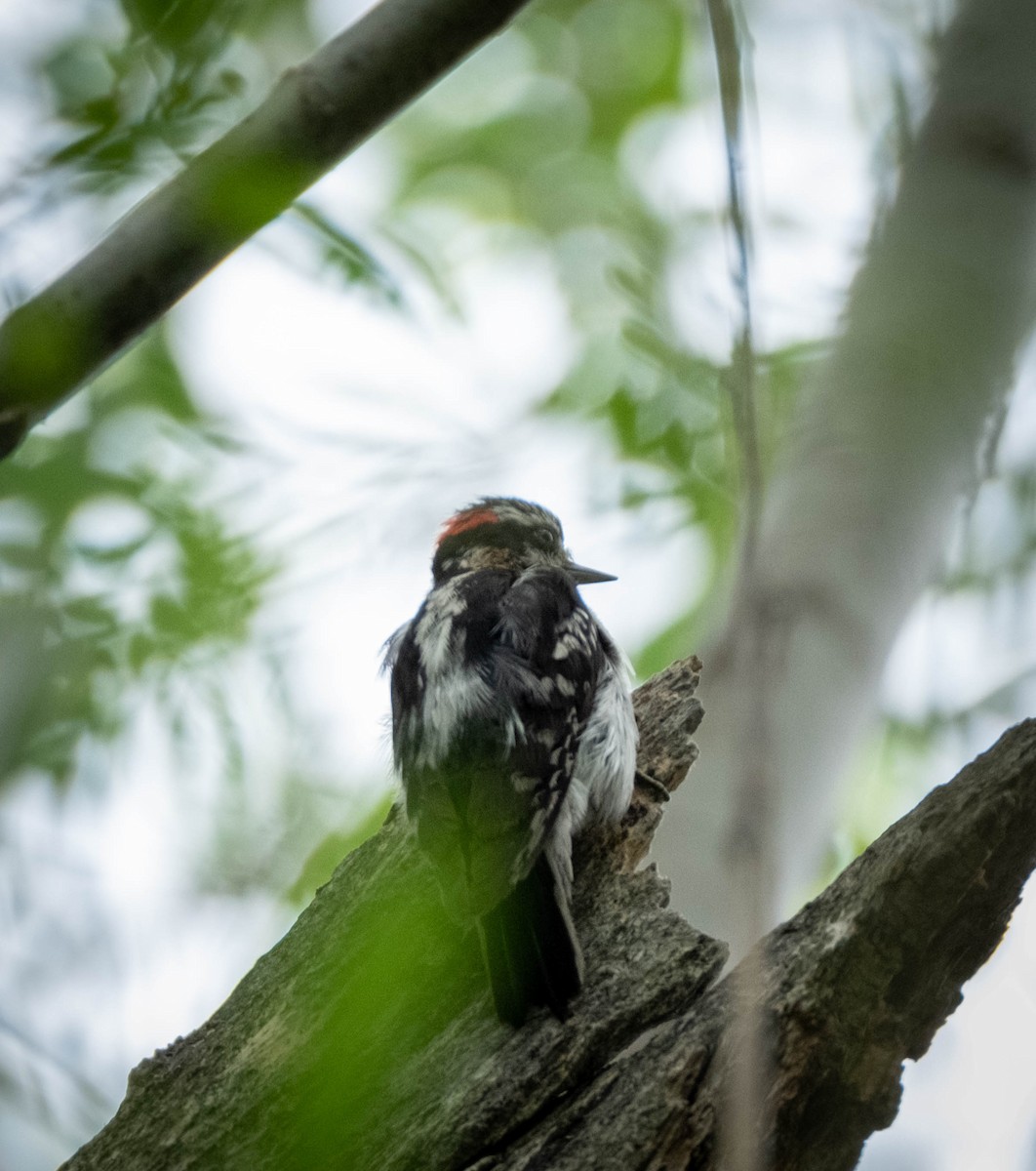 Hairy Woodpecker - Frank Guenther