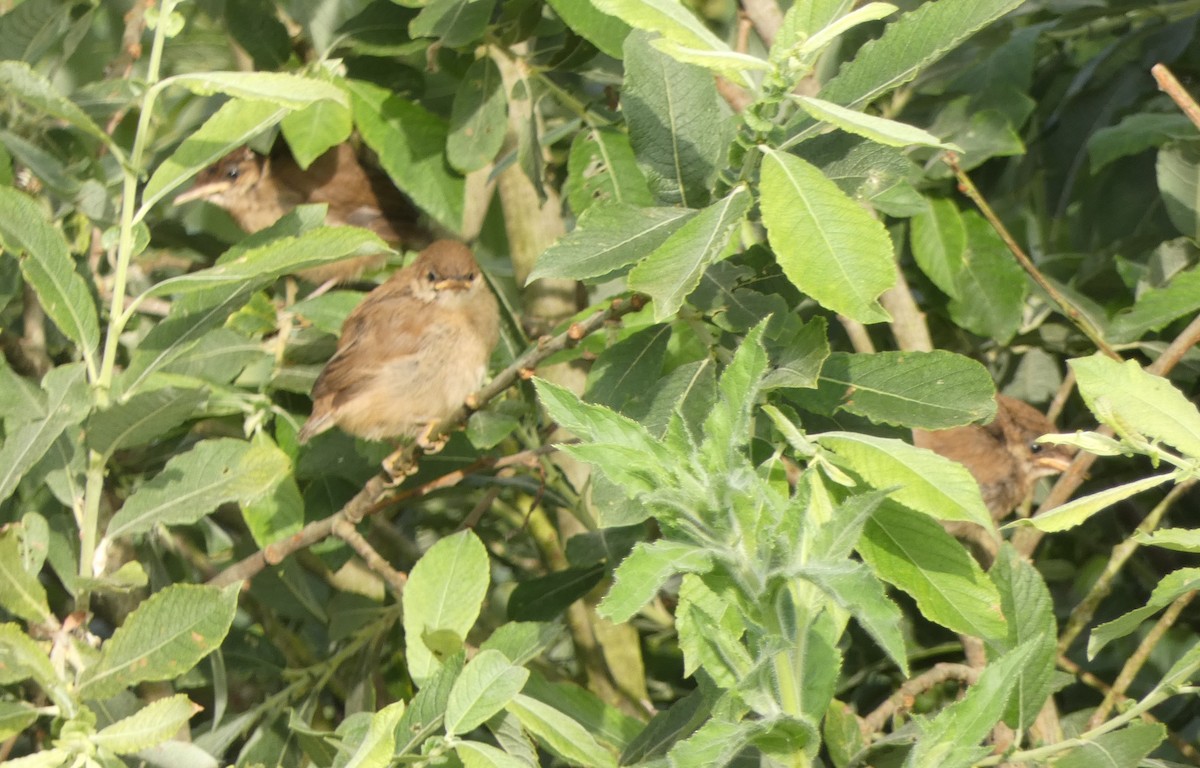 Common Reed Warbler - ML586748631