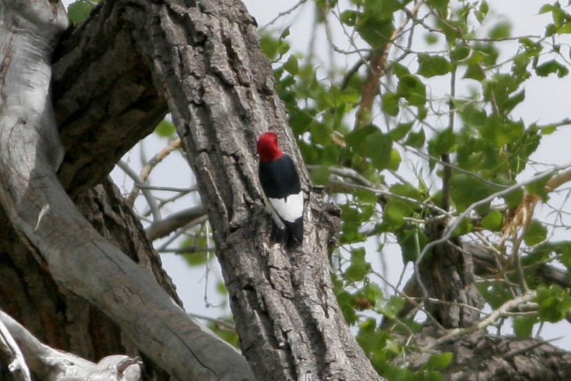 Red-headed Woodpecker - ML58674881