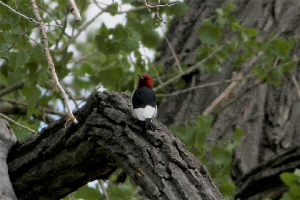 Red-headed Woodpecker - Wyatt Egelhoff