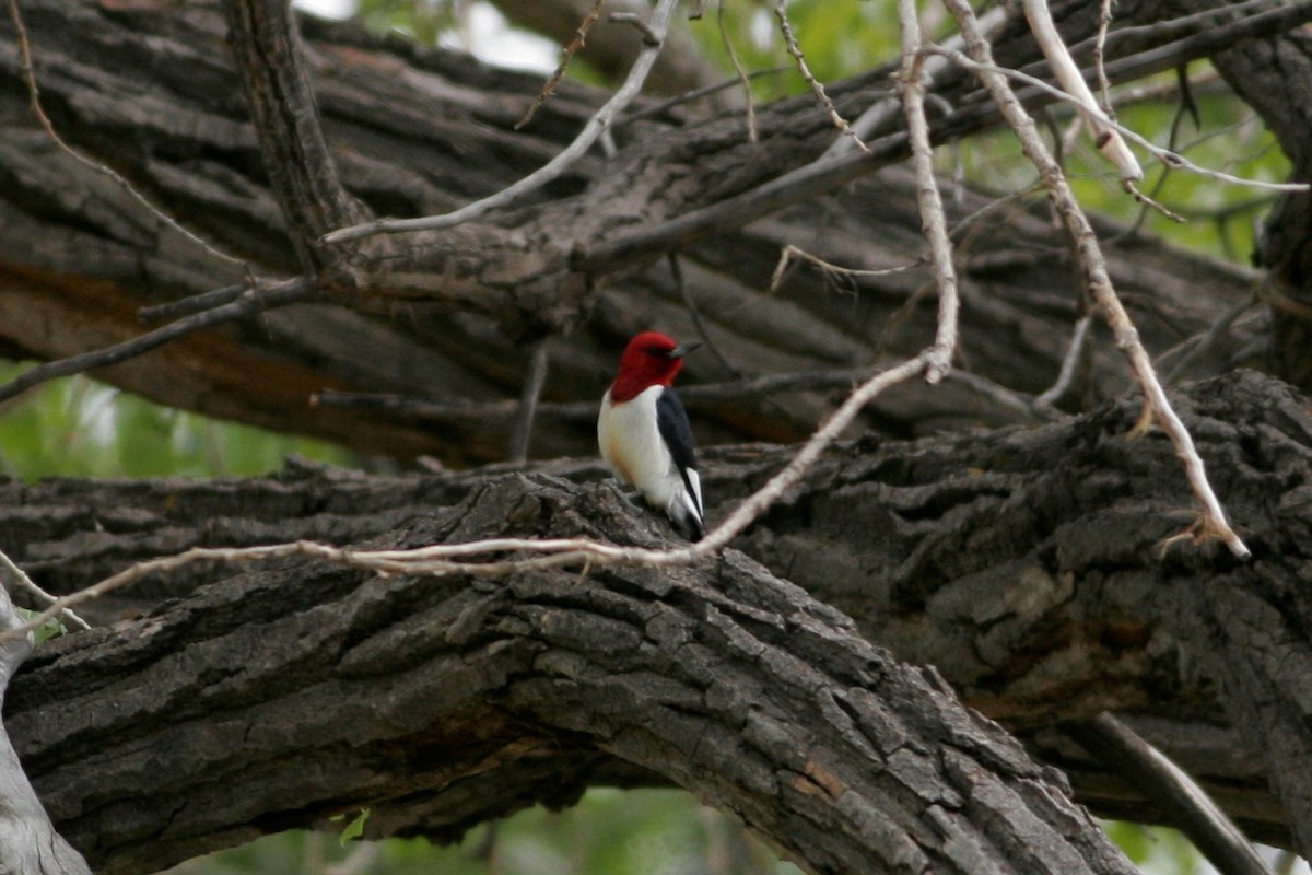Red-headed Woodpecker - Wyatt Egelhoff