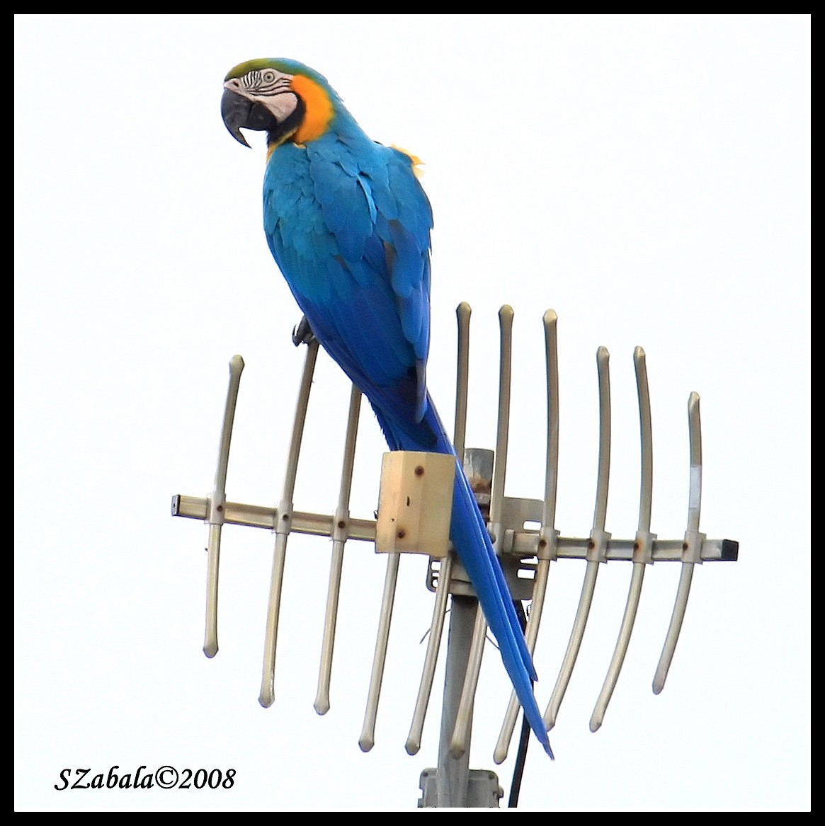 Blue-and-yellow Macaw - Sandra Zabala